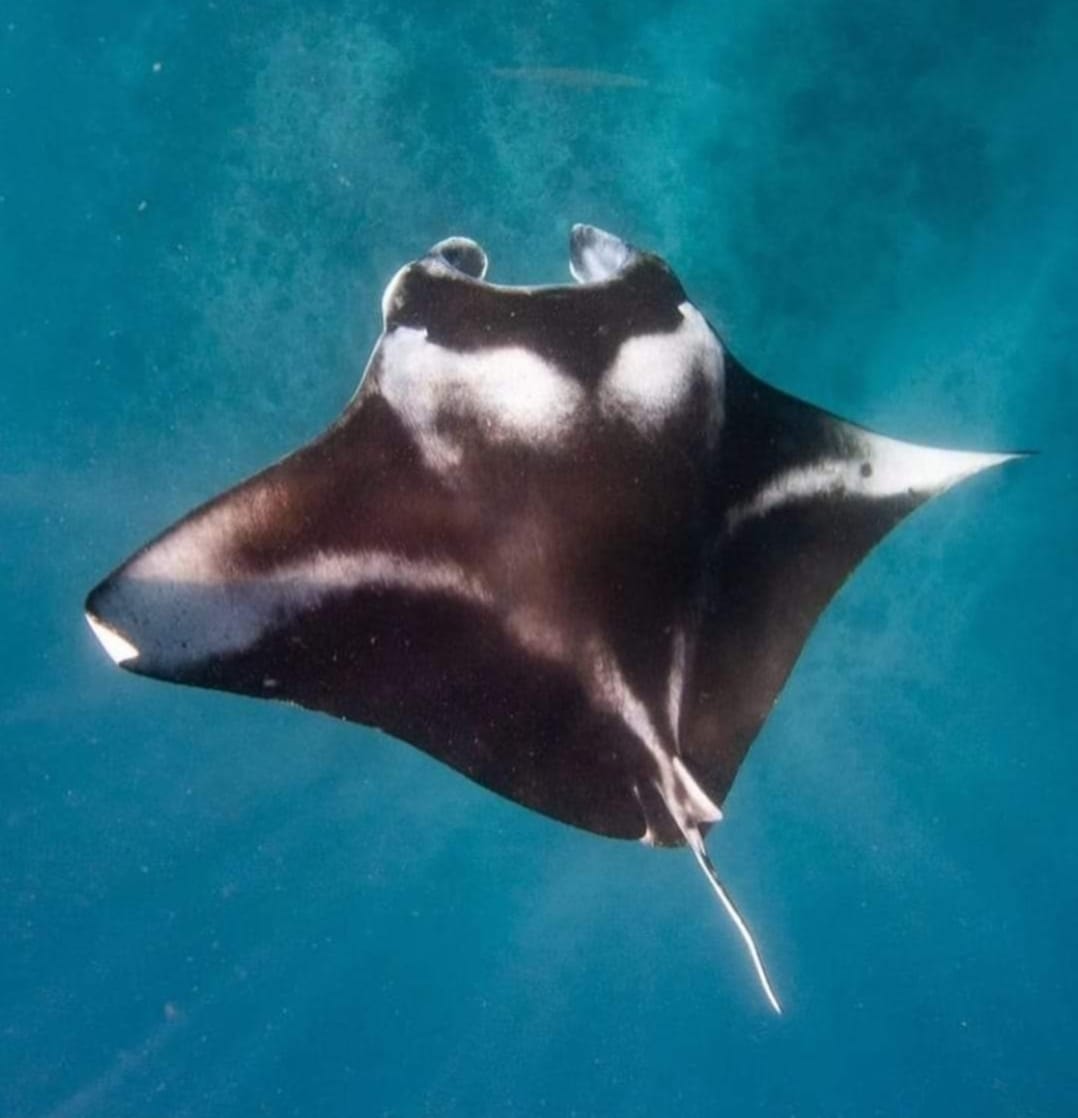 Tahiti Whale Wisdom Retreat ,August 2026