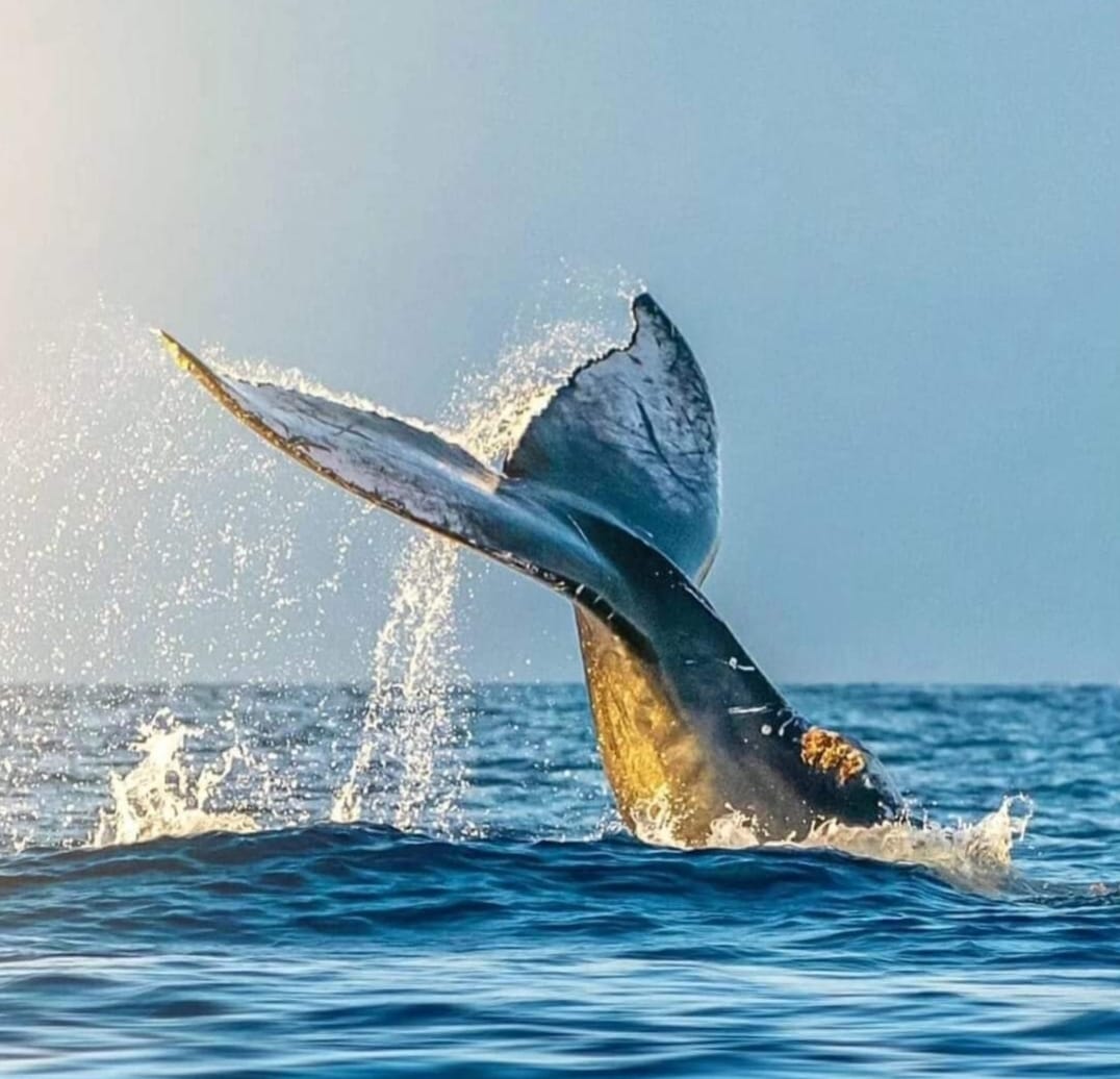Tahiti Whale Wisdom Retreat ,August 2026