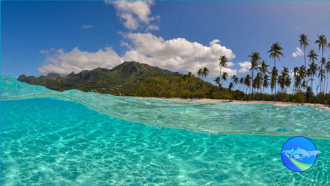 Tahiti Whale Wisdom Retreat ,August 2026