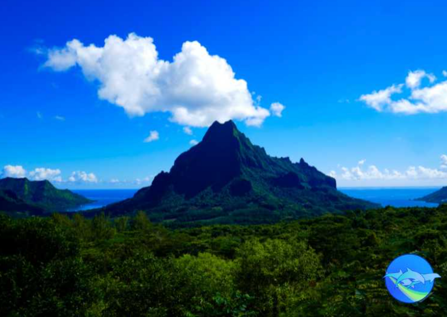 Tahiti Whale Wisdom Retreat ,August 2026